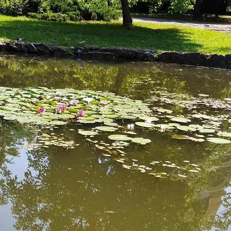 New 1 Apartamento Leópolis